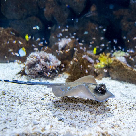 Acuario Poema del Mar 