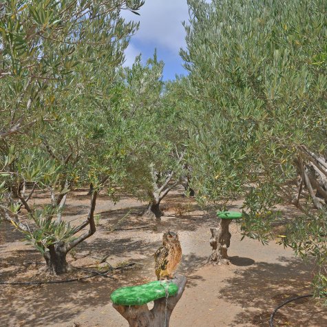 Premium Tour - Aceite, Aceitunas, Ron & Plátanos