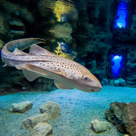 Acuario Poema del Mar 